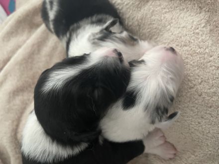 Wunderschöne Mini Australien Shepherd Welpen