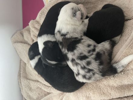 Wunderschöne Mini Australien Shepherd Welpen