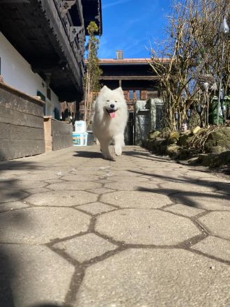 Deckrüde Snowy ein Samojede mit Papieren aus erfolgreicher Zucht wünscht sich gesunden Damenbesuch