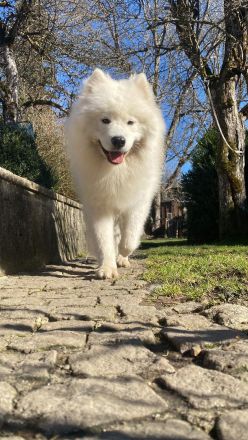 Deckrüde Snowy ein Samojede mit Papieren aus erfolgreicher Zucht wünscht sich gesunden Damenbesuch