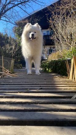 Deckrüde Snowy ein Samojede mit Papieren aus erfolgreicher Zucht wünscht sich gesunden Damenbesuch