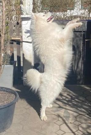 Deckrüde Snowy ein Samojede mit Papieren aus erfolgreicher Zucht wünscht sich gesunden Damenbesuch