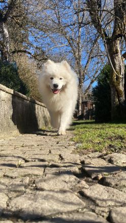 Deckrüde Snowy ein Samojede mit Papieren aus erfolgreicher Zucht wünscht sich gesunden Damenbesuch