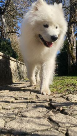 Deckrüde Snowy ein Samojede mit Papieren aus erfolgreicher Zucht wünscht sich gesunden Damenbesuch