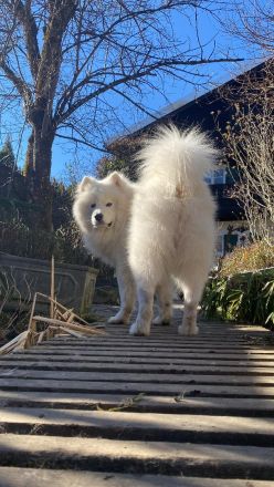 Deckrüde Snowy ein Samojede mit Papieren aus erfolgreicher Zucht wünscht sich gesunden Damenbesuch