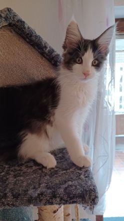 Wunderschöne Maine Coon