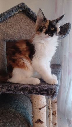 Wunderschöne Maine Coon