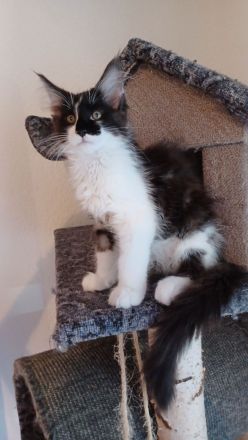 Wunderschöne Maine Coon