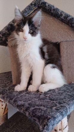 Wunderschöne Maine Coon