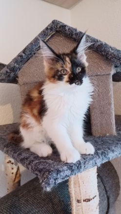 Wunderschöne Maine Coon
