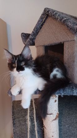 Wunderschöne Maine Coon