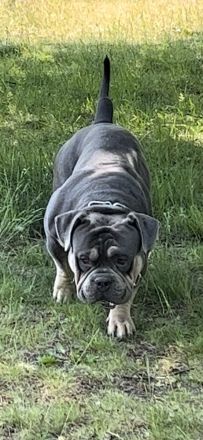 American Bully Deckrüde Blueline tricolor blue tri