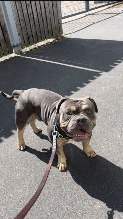 American Bully Deckrüde Blueline tricolor blue tri