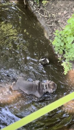 American Bully Deckrüde Blueline tricolor blue tri