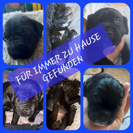 Labrador-CaneCorso Mischlinge