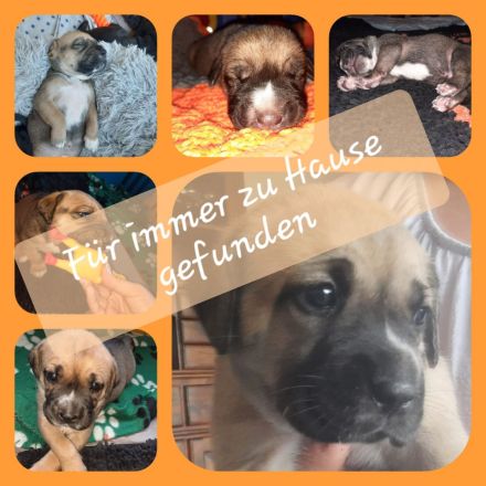 Labrador-CaneCorso Mischlinge