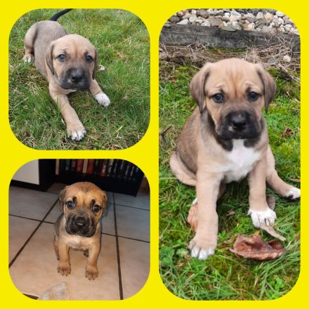 Labrador-CaneCorso Mischlinge