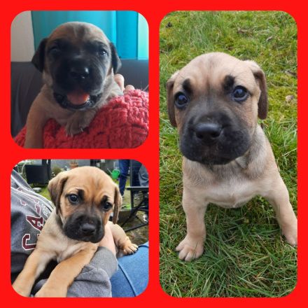 Labrador-CaneCorso Mischlinge