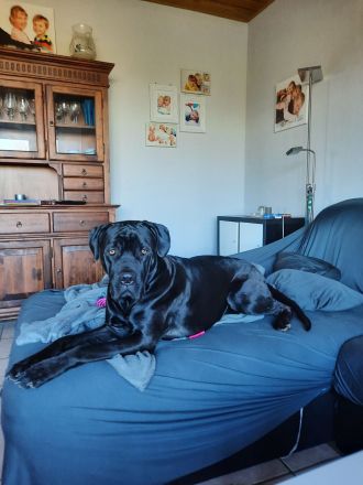 Labrador-CaneCorso Mischlinge