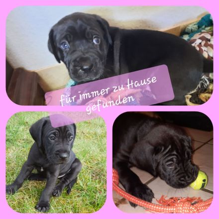 Labrador-CaneCorso Mischlinge