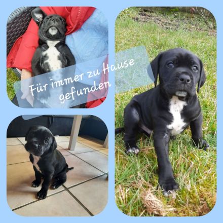 Labrador-CaneCorso Mischlinge