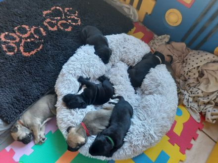 Labrador-CaneCorso Mischlinge