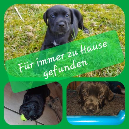 Labrador-CaneCorso Mischlinge