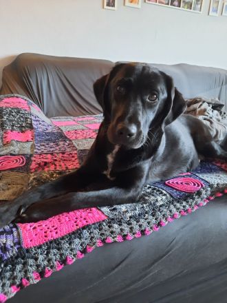 Labrador-CaneCorso Mischlinge