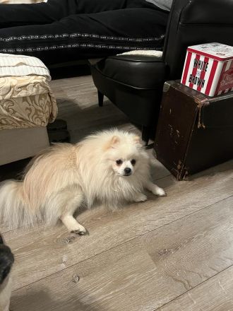 Kleinspitz Junge 8 Mon sucht Traumzuhause