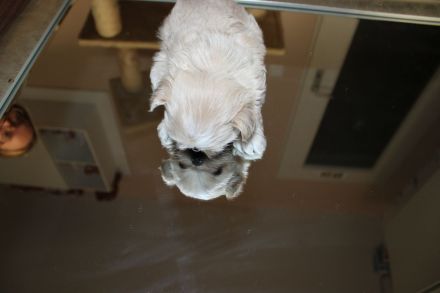 3 süße Welpen suchen ab Ende März ein zuhause