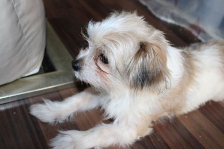 3 süße Welpen suchen ab Ende März ein zuhause