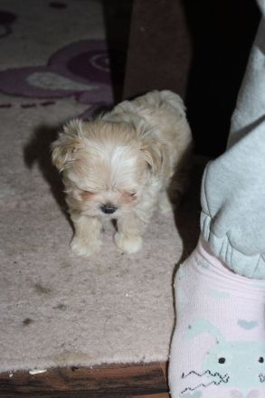 3 süße Welpen suchen ab Ende März ein zuhause