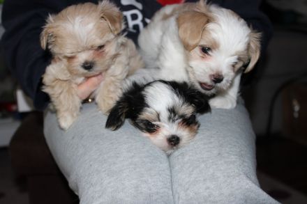 3 süße Welpen suchen ab Ende März ein zuhause