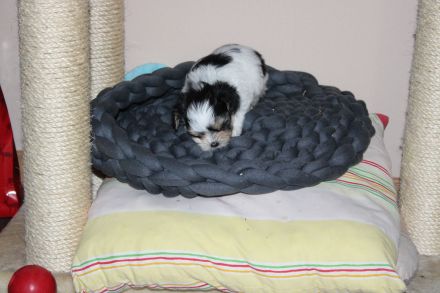 3 süße Welpen suchen ab Ende März ein zuhause