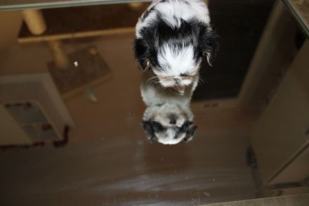 3 süße Welpen suchen ab Ende März ein zuhause