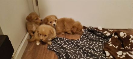 Süße Rasselbande sucht liebe Familie