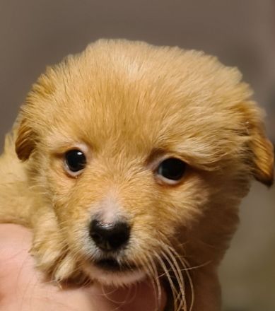 Süße Rasselbande sucht liebe Familie