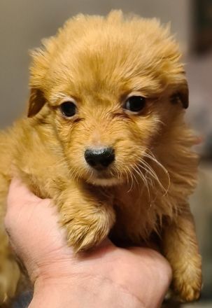 Süße Rasselbande sucht liebe Familie