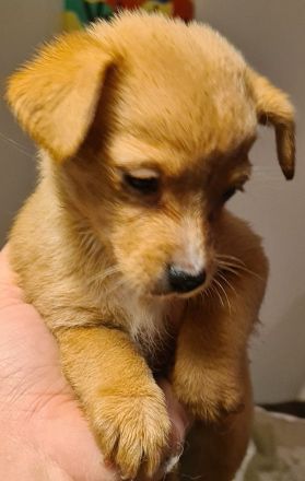 Süße Rasselbande sucht liebe Familie