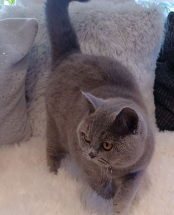British Shorthair Kätzchen( w)