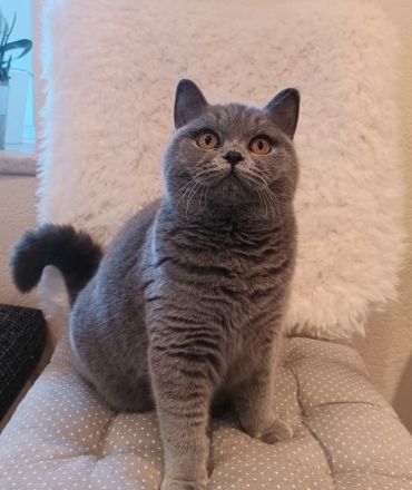 British Shorthair Kätzchen( w)