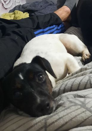 Havaneser Bolonka Jackrussel Welpen