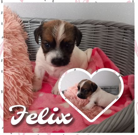 Havaneser Bolonka Jackrussel Welpen