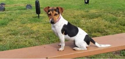 Havaneser Bolonka Jackrussel Welpen