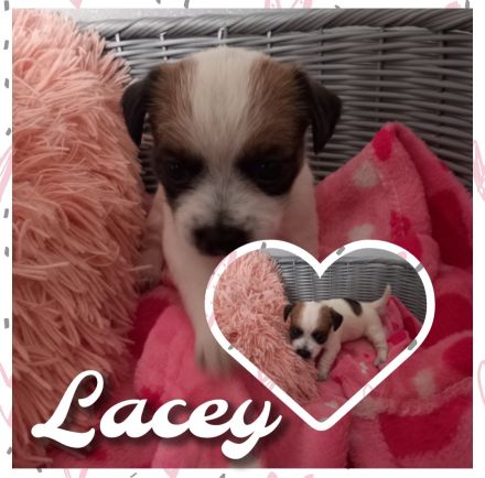 Havaneser Bolonka Jackrussel Welpen