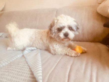 Havaneser Bolonka Jackrussel Welpen