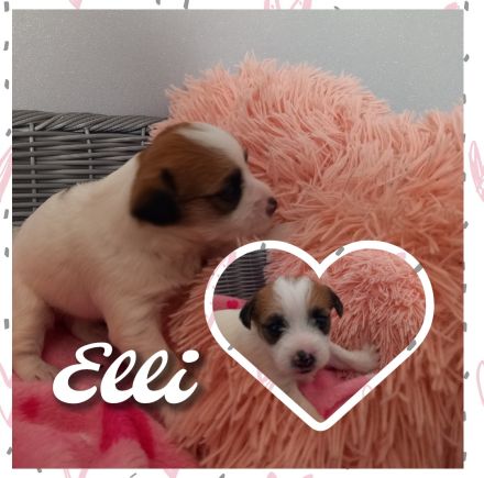 Havaneser Bolonka Jackrussel Welpen