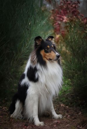 Amerikanischer Collie Deckrüde Tricolor wf