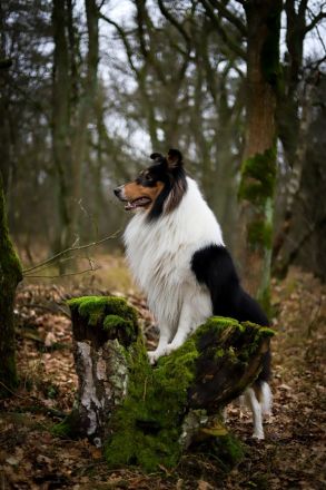 Amerikanischer Collie Deckrüde Tricolor wf