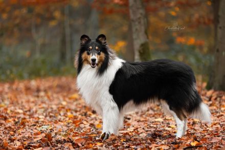 Amerikanischer Collie Deckrüde Tricolor wf